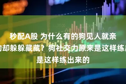 秒配A股 为什么有的狗见人就亲，有的却躲躲藏藏？狗社交力原来是这样练出来的